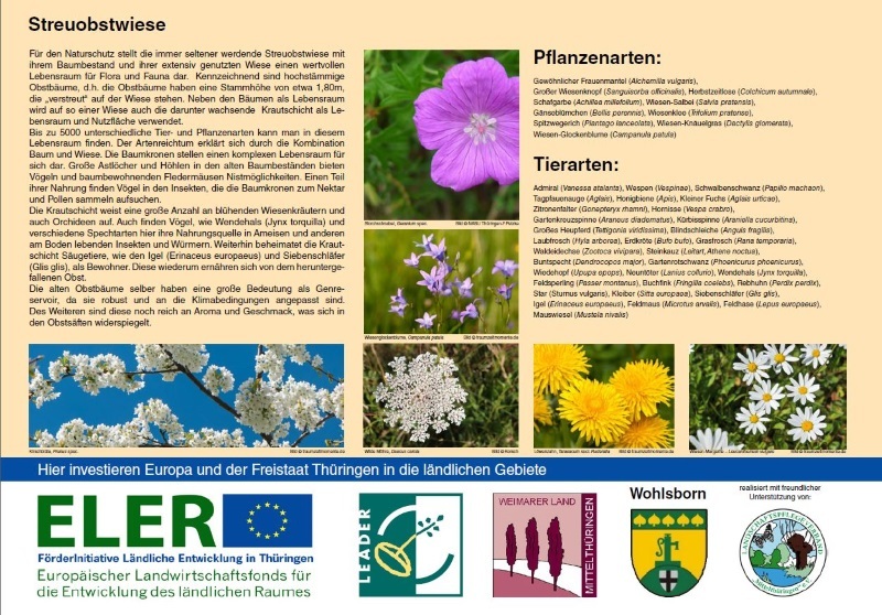 Informationstafel: Streuobstwiese - Pflanzen- und Tierwelt, Bild: Gemeinde Wohlsborn